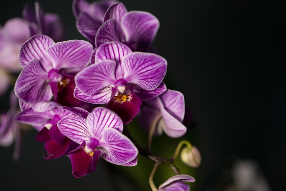 Phalaenopsis Amabilis Orkide 16
