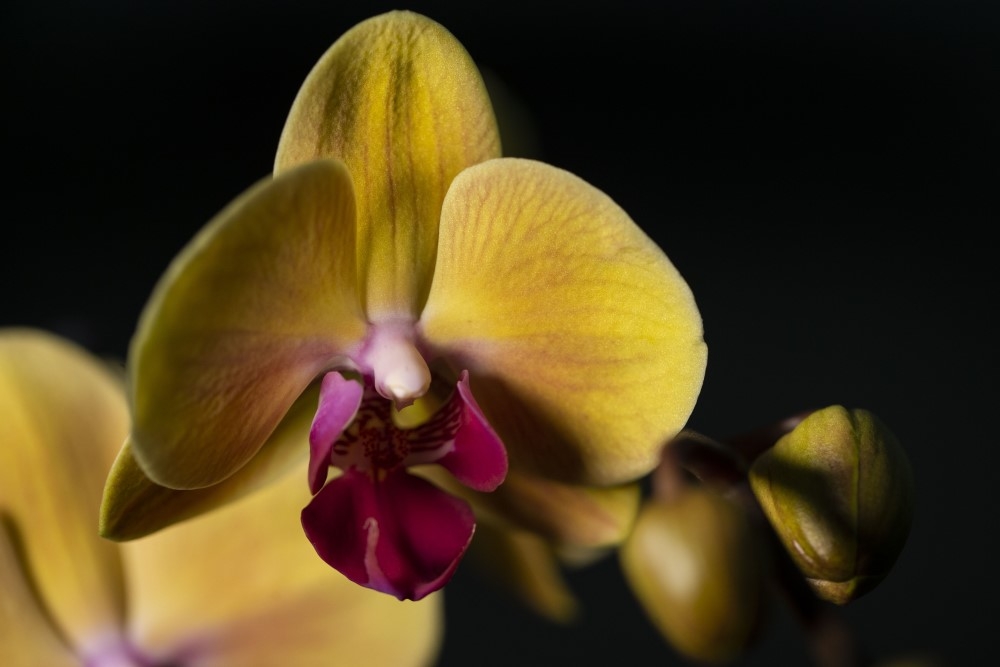 Phalaenopsis Amabilis Orkide 3