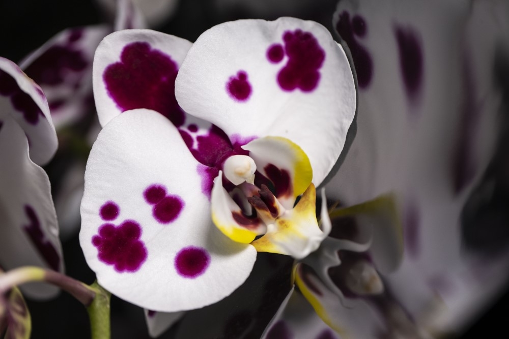 Phalaenopsis Amabilis Orkide 5
