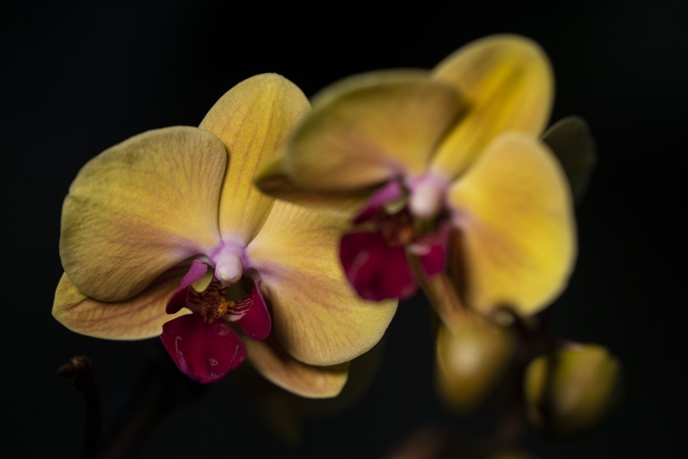 Phalaenopsis Amabilis Orkide 8