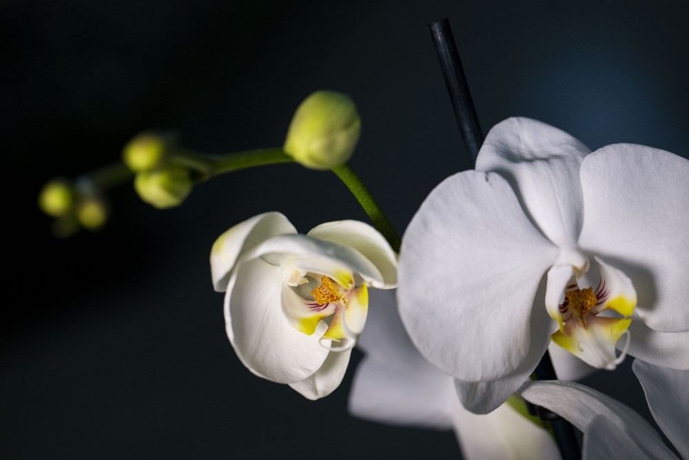 Phalaenopsis Amabilis Orkide 9