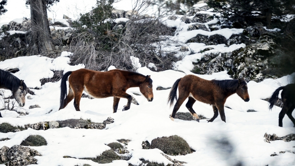 Antalya'nın yılkı atları kar üstünde görüntülendi 10