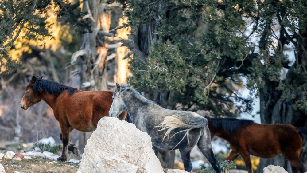 Antalya'nın yılkı atları kar üstünde görüntülendi 11
