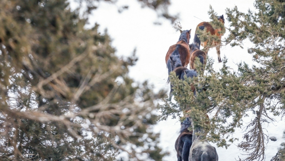 Antalya'nın yılkı atları kar üstünde görüntülendi 12