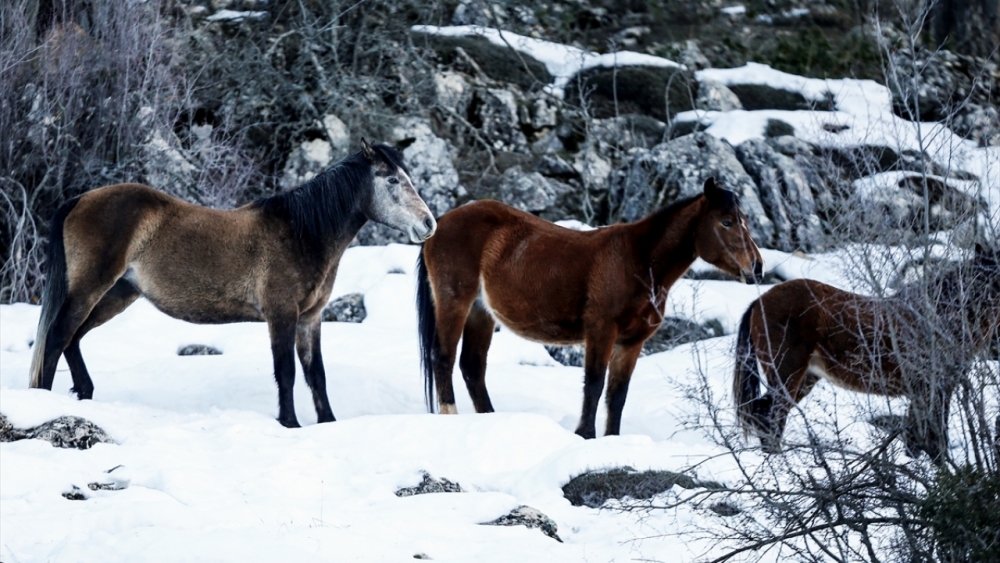 Antalya'nın yılkı atları kar üstünde görüntülendi 14
