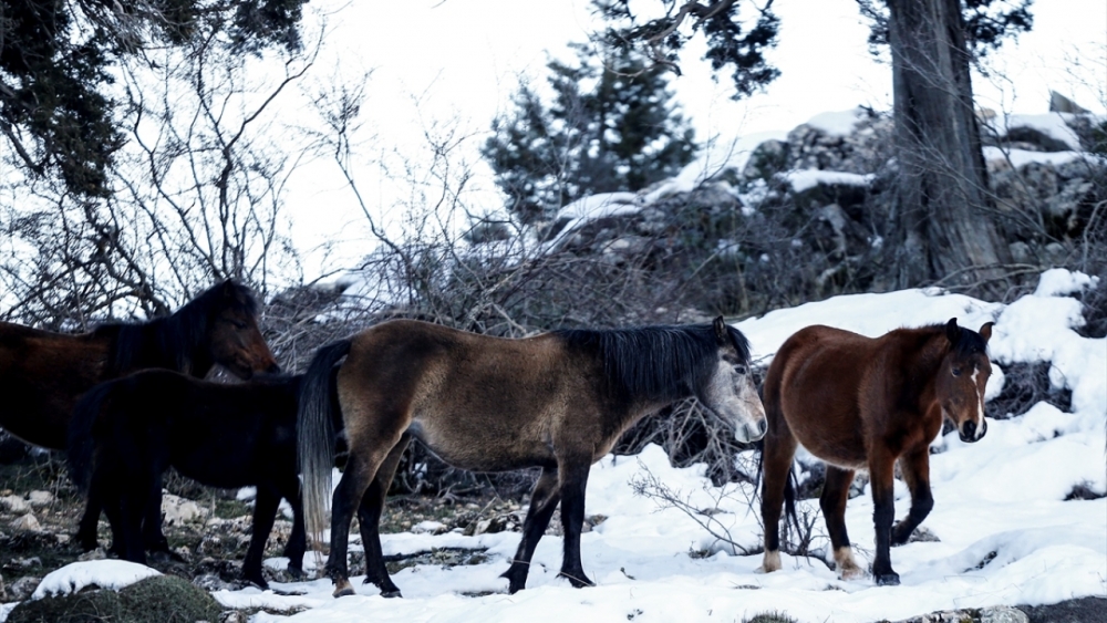 Antalya'nın yılkı atları kar üstünde görüntülendi 15
