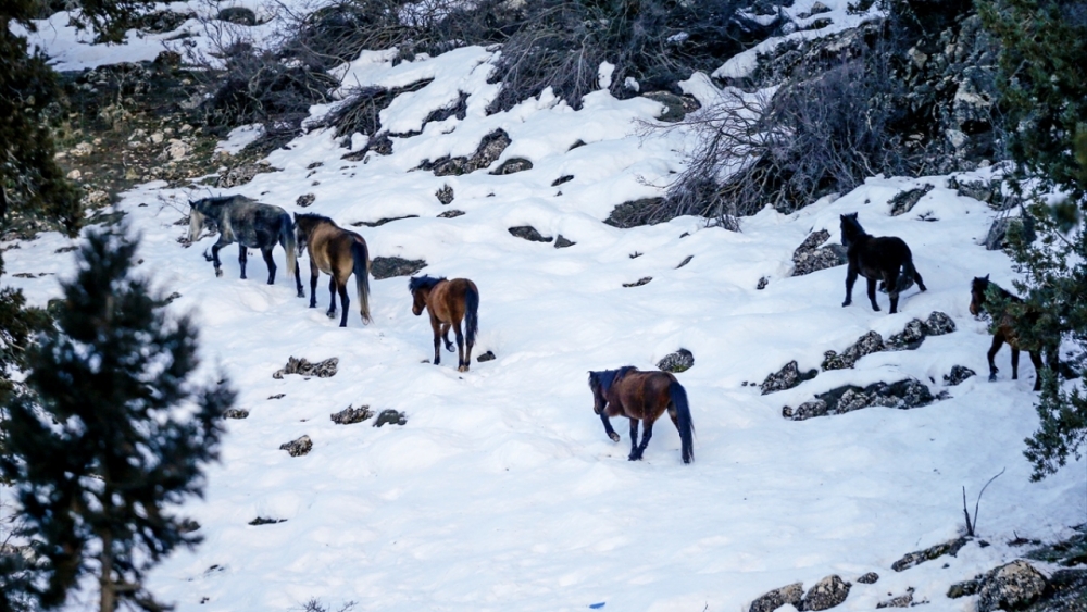 Antalya'nın yılkı atları kar üstünde görüntülendi 16