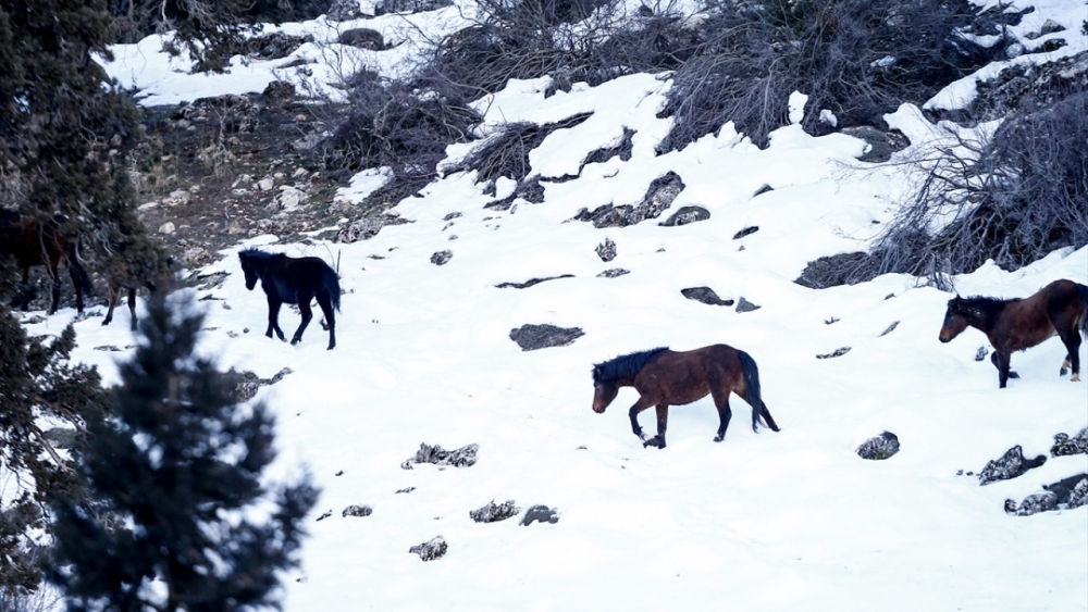 Antalya'nın yılkı atları kar üstünde görüntülendi 17