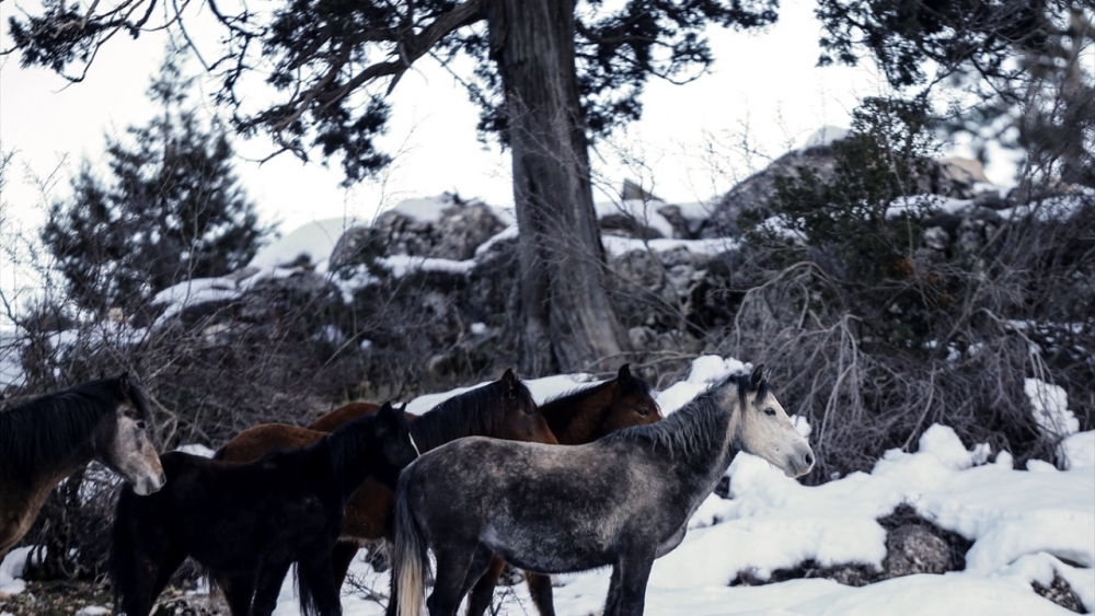 Antalya'nın yılkı atları kar üstünde görüntülendi 18