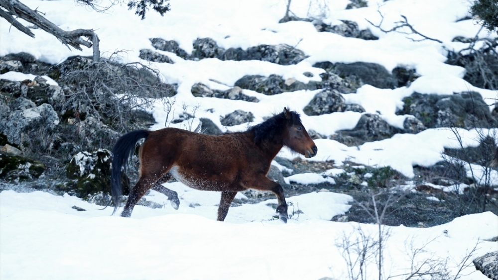 Antalya'nın yılkı atları kar üstünde görüntülendi 2