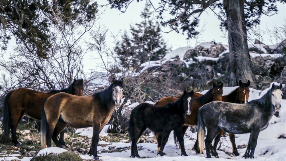 Antalya'nın yılkı atları kar üstünde görüntülendi 20