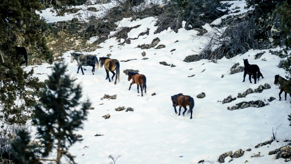 Antalya'nın yılkı atları kar üstünde görüntülendi 21
