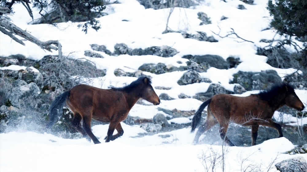 Antalya'nın yılkı atları kar üstünde görüntülendi 3