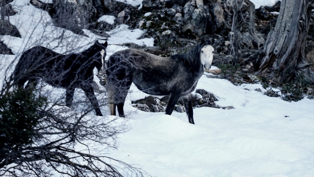 Antalya'nın yılkı atları kar üstünde görüntülendi 4