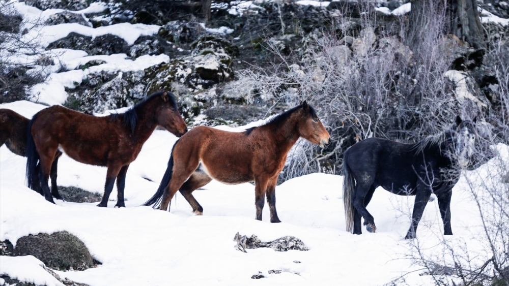 Antalya'nın yılkı atları kar üstünde görüntülendi 7