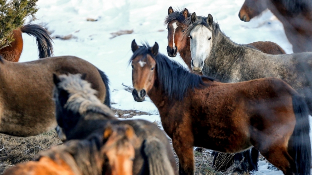 Antalya'nın yılkı atları kar üstünde görüntülendi 8