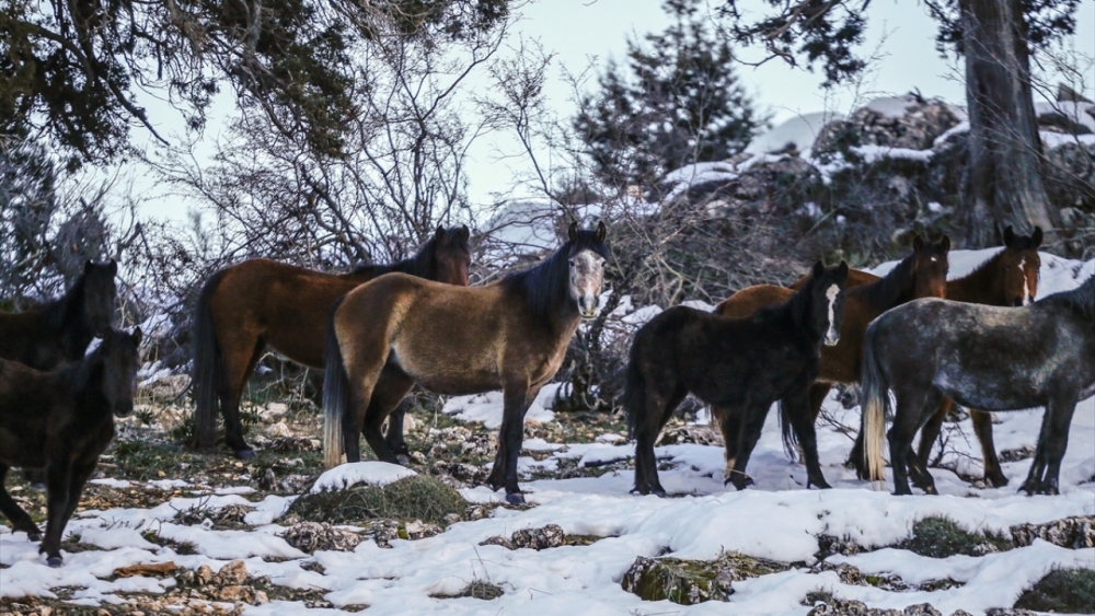 Antalya'nın yılkı atları kar üstünde görüntülendi 9