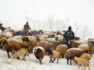 Kuzu ve annelerin kar altındaki buluşmaları yürek ısıttı