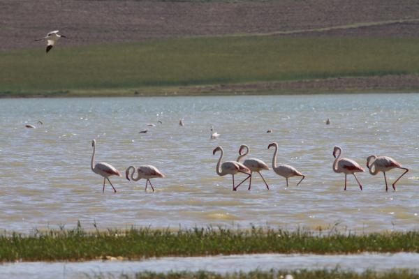 Erçek Gölü'ne flamingolar bu yıl erken geldi 3