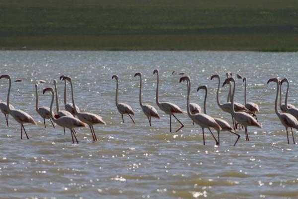 Erçek Gölü'ne flamingolar bu yıl erken geldi 4