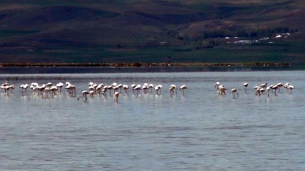 Erçek Gölü'ne flamingolar bu yıl erken geldi 5