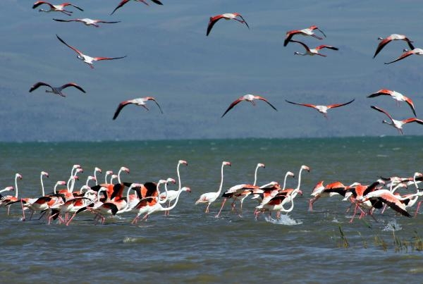 Erçek Gölü'ne flamingolar bu yıl erken geldi 8