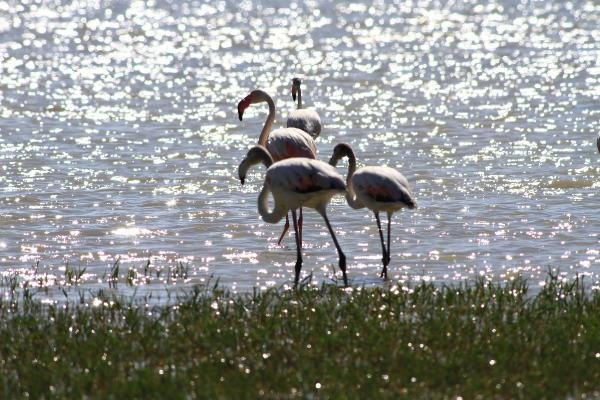 Erçek Gölü'ne flamingolar bu yıl erken geldi 9