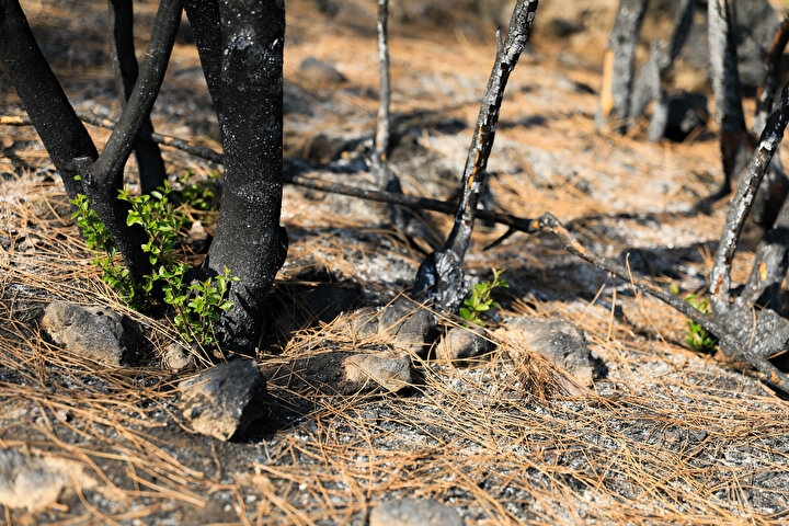 Manavgat'ta yanan orman küllerinden doğuyor: Yedi bitki türü filizlendi 1