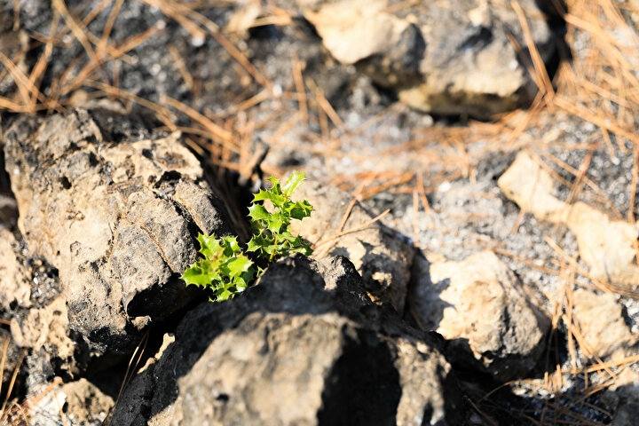 Manavgat'ta yanan orman küllerinden doğuyor: Yedi bitki türü filizlendi 10