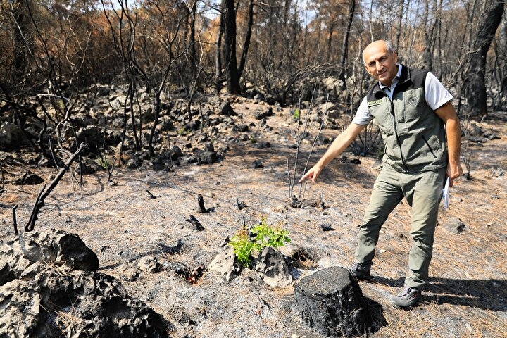 Manavgat'ta yanan orman küllerinden doğuyor: Yedi bitki türü filizlendi 2