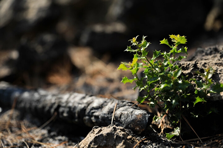 Manavgat'ta yanan orman küllerinden doğuyor: Yedi bitki türü filizlendi 3