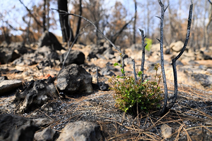 Manavgat'ta yanan orman küllerinden doğuyor: Yedi bitki türü filizlendi 4