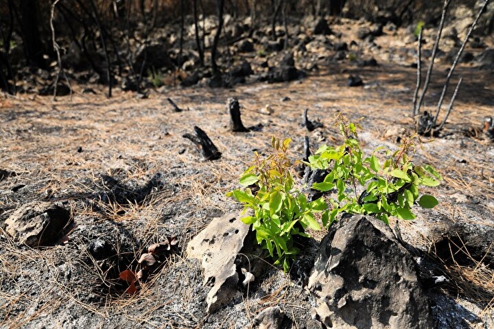Manavgat'ta yanan orman küllerinden doğuyor: Yedi bitki türü filizlendi 5