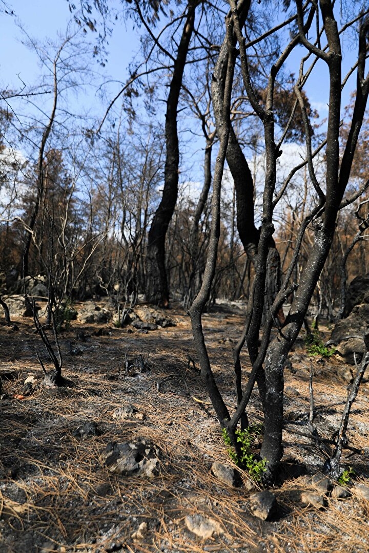 Manavgat'ta yanan orman küllerinden doğuyor: Yedi bitki türü filizlendi 6