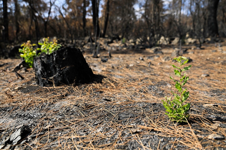 Manavgat'ta yanan orman küllerinden doğuyor: Yedi bitki türü filizlendi 7