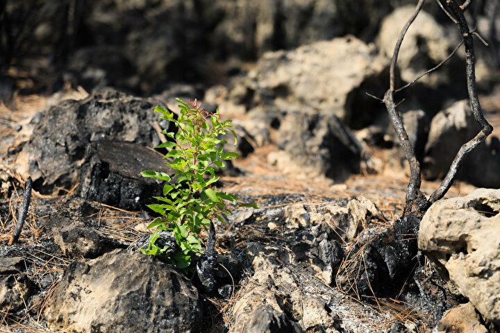 Manavgat'ta yanan orman küllerinden doğuyor: Yedi bitki türü filizlendi 8