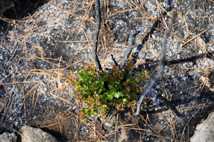Manavgat'ta yanan orman küllerinden doğuyor: Yedi bitki türü filizlendi 9