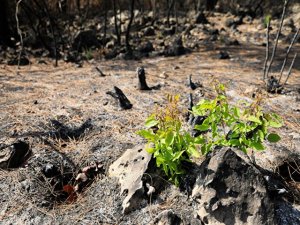 Manavgat'ta yanan orman küllerinden doğuyor: Yedi bitki türü filizlendi