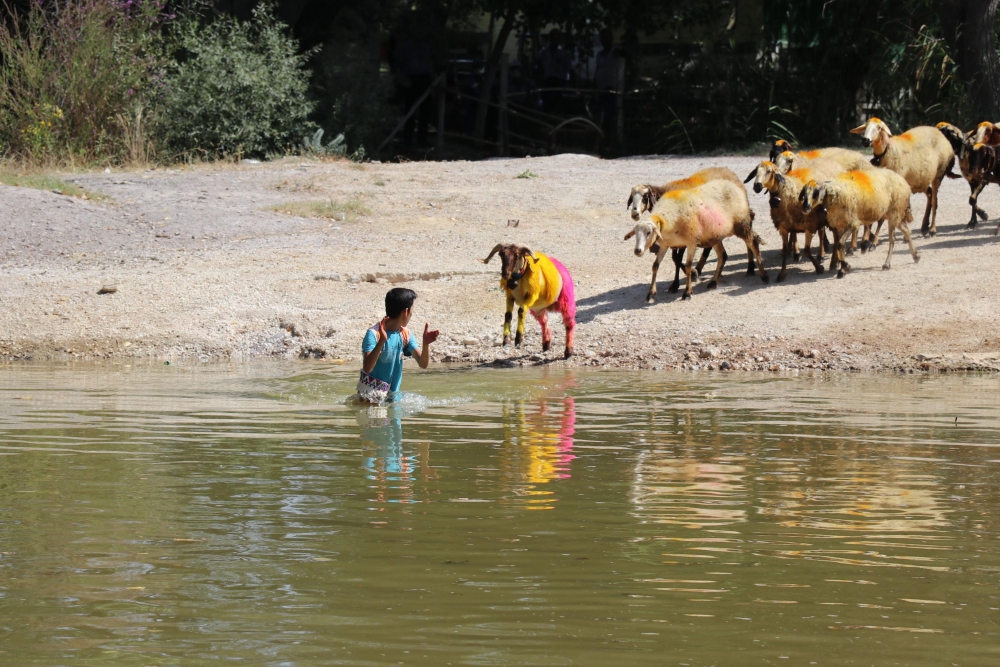 8 asırlık gelenek: Koyunlarını nehirden geçirdiler 7