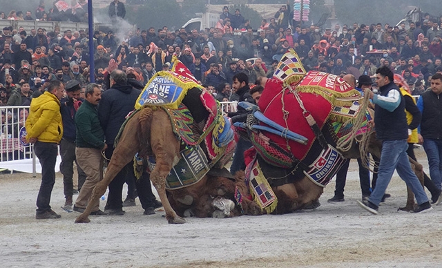 Aydın'da yılın son deve güreşi binlerce kişi tarafından izlendi 1