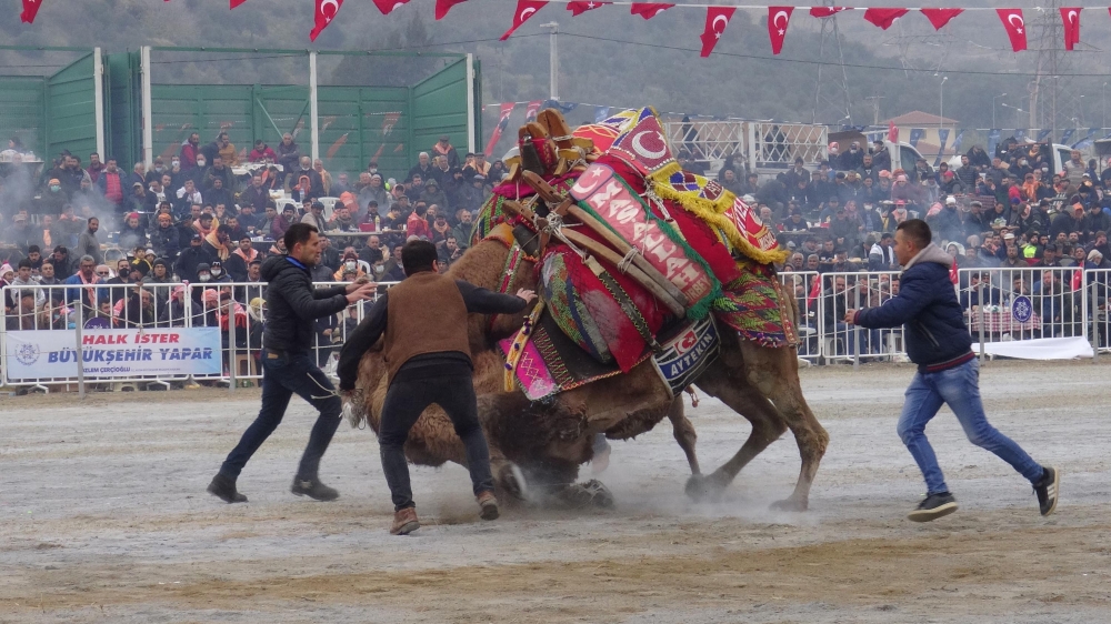 Aydın'da yılın son deve güreşi binlerce kişi tarafından izlendi 2