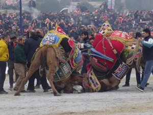 Aydın'da yılın son deve güreşi binlerce kişi tarafından izlendi