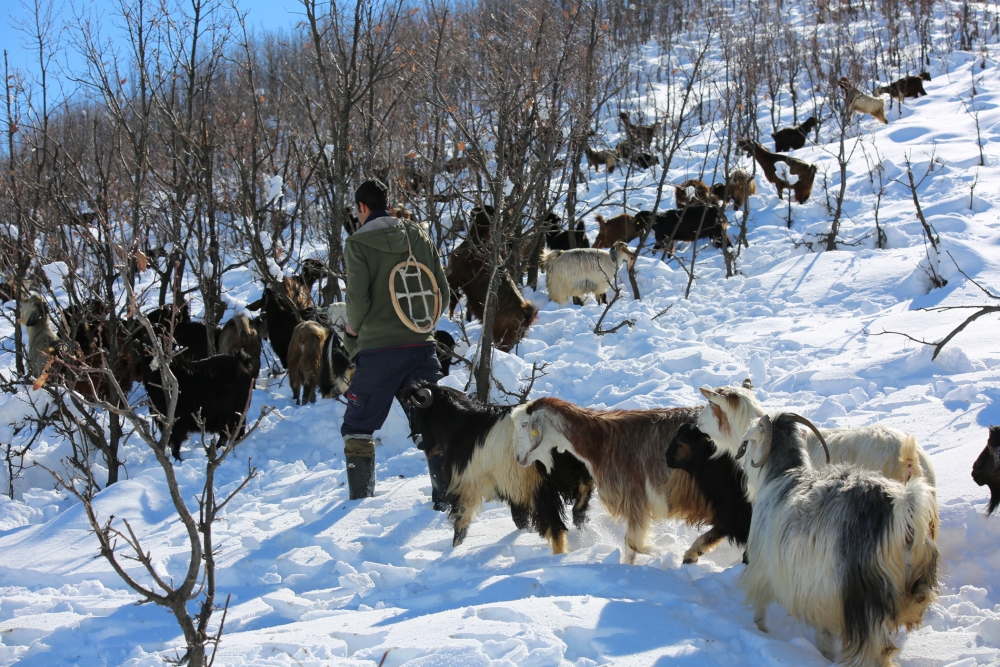 Munzur Dağı eteğinde, keçilerin karda zorlu yolculuğu 1