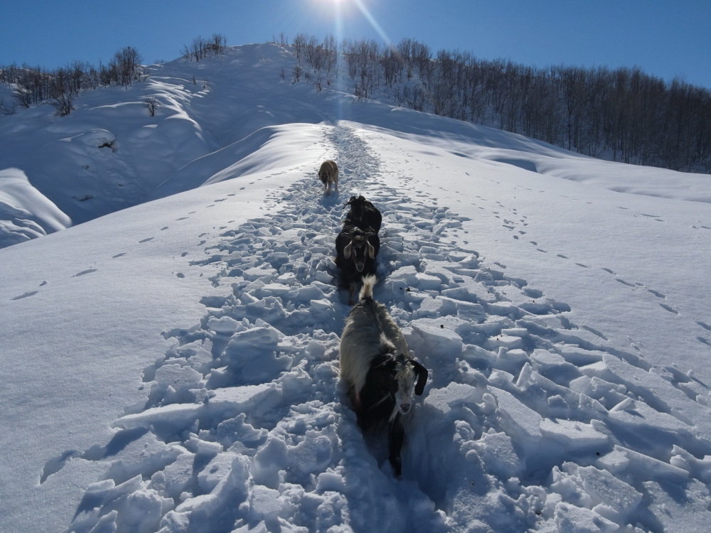 Munzur Dağı eteğinde, keçilerin karda zorlu yolculuğu 10