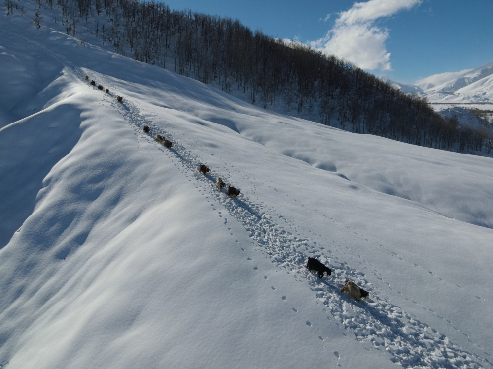 Munzur Dağı eteğinde, keçilerin karda zorlu yolculuğu 11