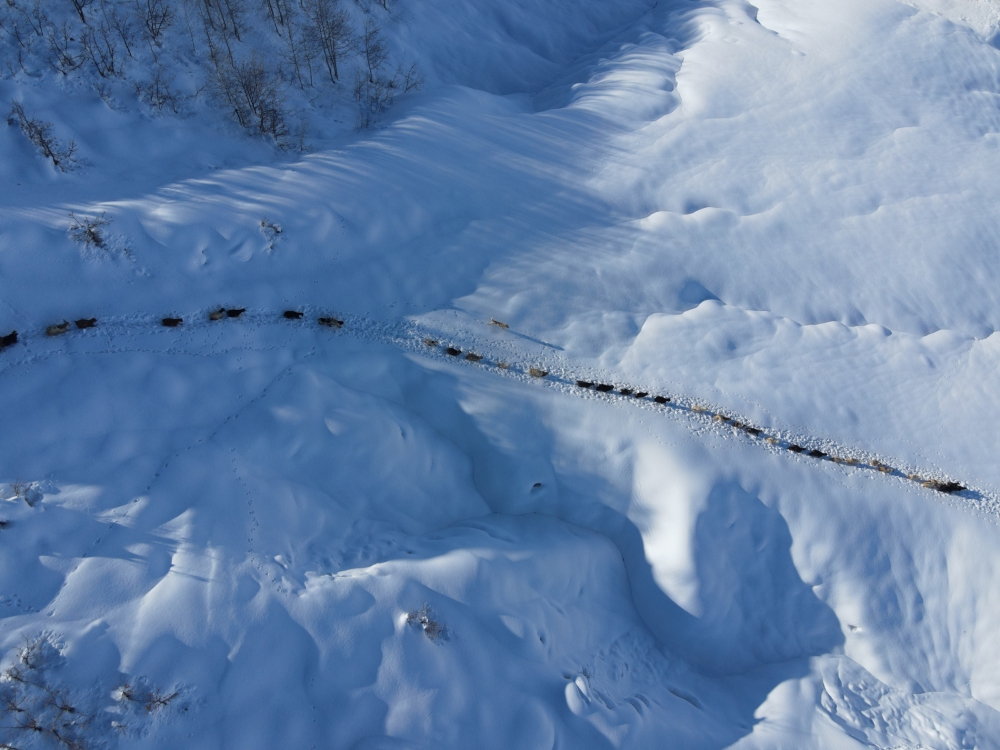 Munzur Dağı eteğinde, keçilerin karda zorlu yolculuğu 12