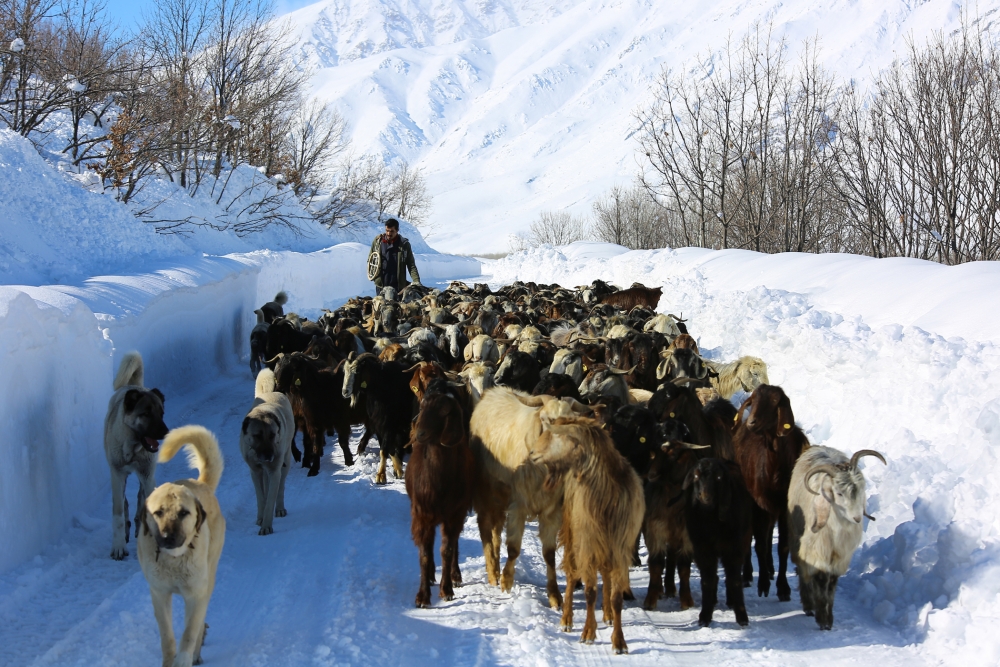 Munzur Dağı eteğinde, keçilerin karda zorlu yolculuğu 2