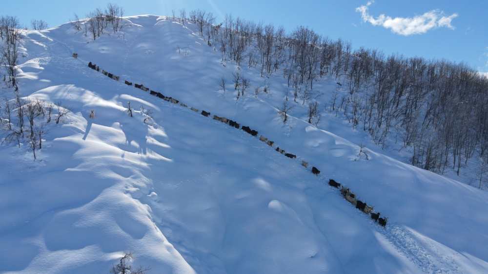 Munzur Dağı eteğinde, keçilerin karda zorlu yolculuğu 3