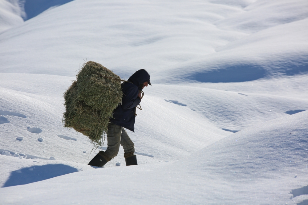 Munzur Dağı eteğinde, keçilerin karda zorlu yolculuğu 4