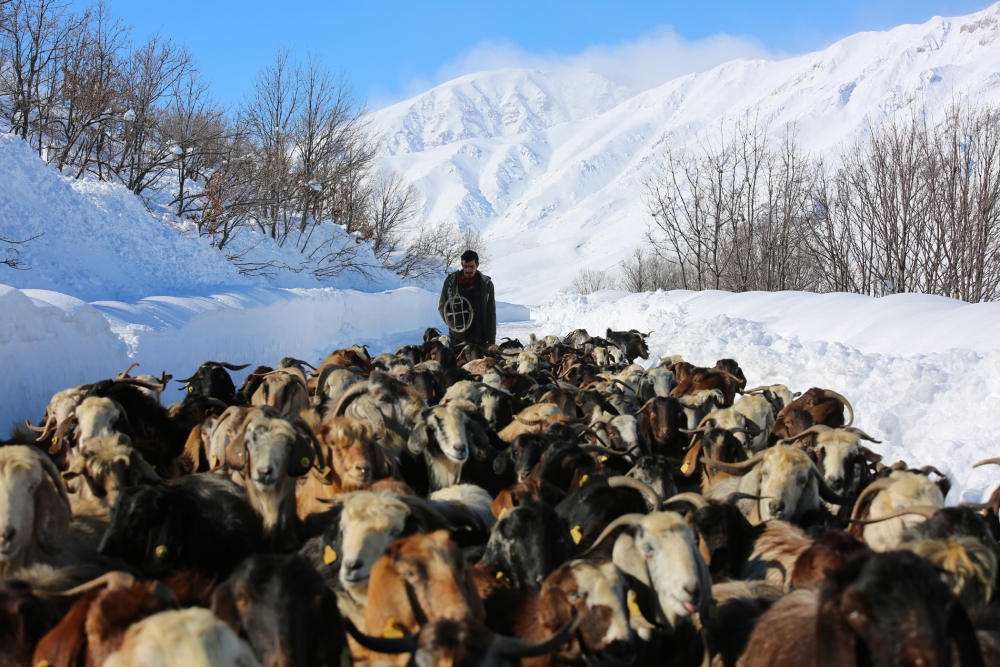 Munzur Dağı eteğinde, keçilerin karda zorlu yolculuğu 5